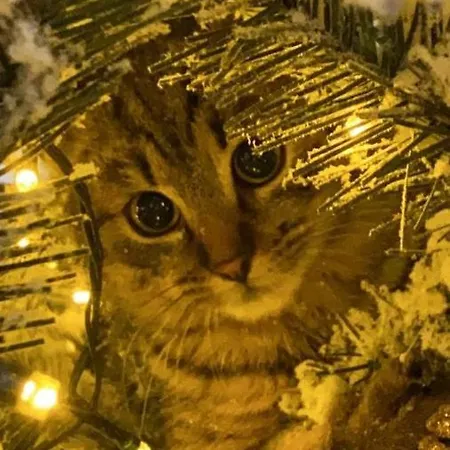 Chalet Domicil Donky