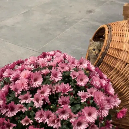 Domicil Donky Chalet Donovaly