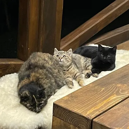 Domicil Donky Chalet *