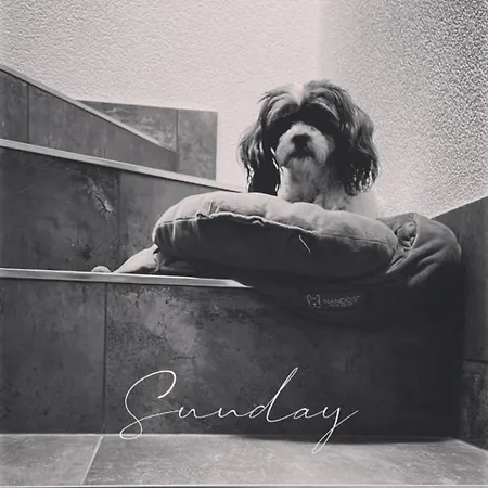 Chalet Domicil Donky Donovaly