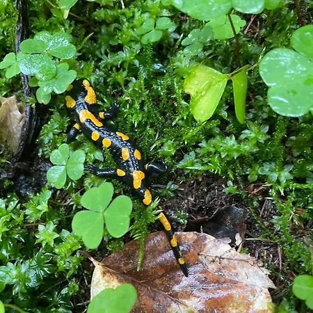 Domicil Donky * Donovaly